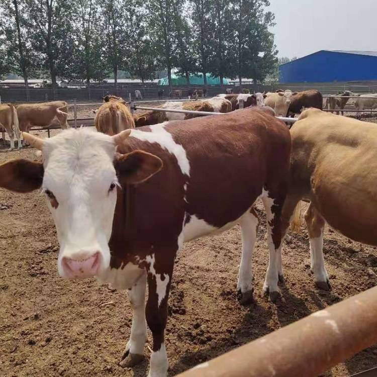 養(yǎng)牛應(yīng)具備的基本條件